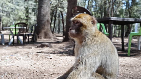 A-Barbary-macaque-sits-in-a-forest-clearing-surrounded-by-scattered-outdoor-furniture