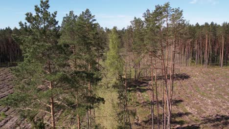 Eine-Atemberaubende-Luftaufnahme-Dichter-Kiefernwälder-In-Lettland,-Aufgenommen-Mit-Einer-Drohne