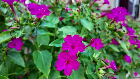 A-close-up-view-of-pink-flowers-blooming-in-a-lush-green-garde,-Crimea,-Russia