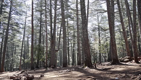 Sunlight-filters-through-tall-trees-in-a-serene-forest-setting