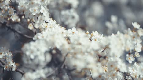 A-close-up-shot-of-beautiful,-delicate-cherry-blossoms-showcasing-their-intricate-details-and-soft-white-petals