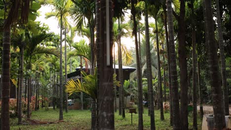 Sun-shining-through-tall-areca-nut-trees-in-a-lush,-green-farm-setting-at-golden-hour