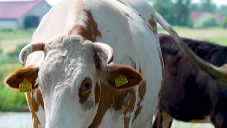 Close-up-of-a-cow-in-a-pasture-with-a-clear-view-of-its-face,-highlighting-livestock-farming