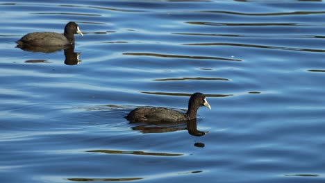 Wild-common-coots-,-floating-and-swimming-on-wavy-freshwater-lake,-showcasing-the-vibrant-beauty-of-nature,-close-up-shot