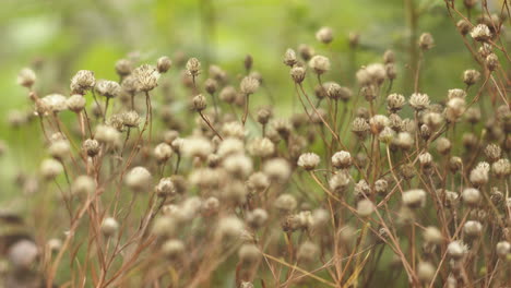 Autumn-Hawkbit-flowers-with-delicate,-branching-stems,-showcasing-small-yellow-blossoms-in-a-meadow-setting