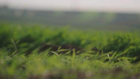 Slow-motion-clip-of-green-grass-swaying-gently-in-a-sunny-field,-close-up