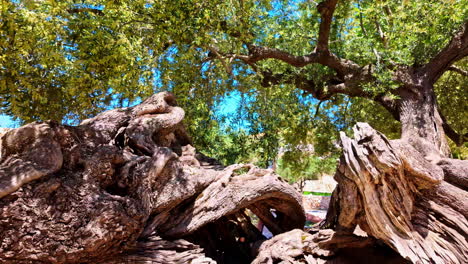 Gnarled-old-olive-tree-in-Exo-Chora-town-on-Zakynthos-Island,-Greece---sliding-isolated-detail