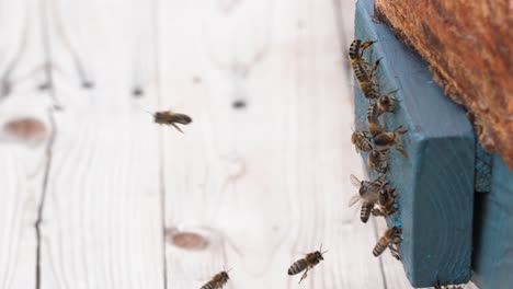 Bienen-Lüften-Den-Lack-Von-Schwarmkasten-Oder-Bienenstock