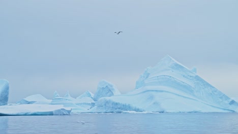 Albatros-Volando-En-Un-Paisaje-De-La-Antártida,-Aves-Marinas-En-Cámara-Lenta-En-Vuelo-Pasando-Por-Una-Formación-De-Iceberg-Y-Un-Glaciar-En-Un-Paisaje-Invernal-Con-Una-Increíble-Y-Hermosa-Escena-Dramática-Cubierta-De-Hielo