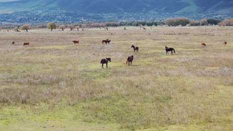 Approach-aerial-movement-from-horses-before-the-mountains,-Tafí-del-Valle,-Tucumán,-Argentina