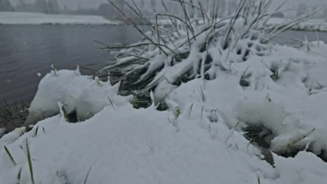 Close-up-of-snow-falling-on-plants-covered-in-snow-near-lake-in-a-cloudy-day