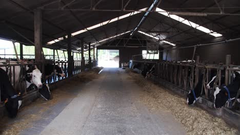 Cows-in-a-large-barn-eating-hay-in-a-spacious-and-well-lit-dairy-farm-setting