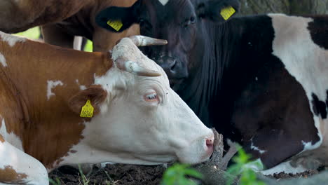 Close-up-of-cows-resting-together-in-a-shaded-area,-with-one-cow-having-its-eyes-closed