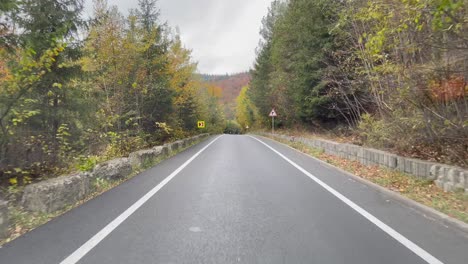 Driving-a-car-through-a-beautiful-forest