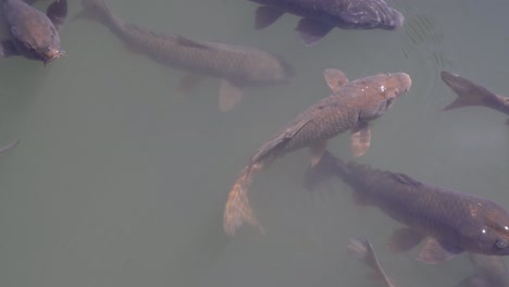 Closeup-View-Of-Koi-Fish-Swimming-In-The-Water-In-Tokyo,-Japan---Tele-Shot