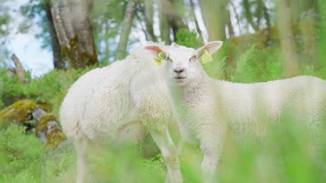 Two-sheep-grazing-in-a-lush,-green-meadow-in-Innerdalen,-Norway-during-a-sunny-day