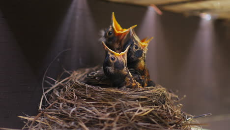 Four-Hungry-American-Robin-Chicks-Begging-For-Food---Close-Up