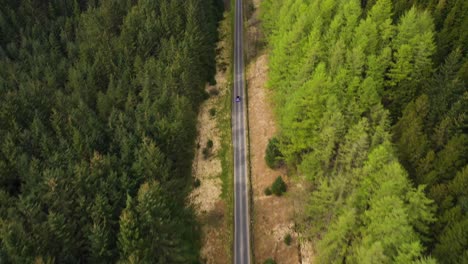 Top-down-aerial-view-of-car-driving-along-the-road-between-the-green-coniferous-forest,-pine-tree-forest-surrounding-scenic-road