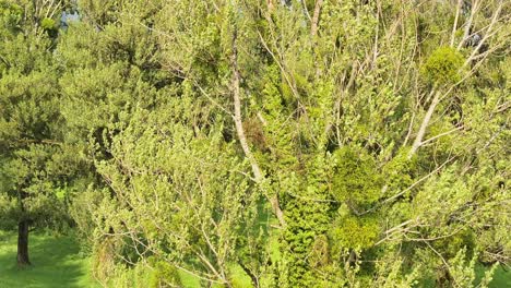 Aerial-view-over-treetops-at-Weesen,-Glarus,-Switzerland,-showcasing-lush-greenery-and-a-natural-park-environment