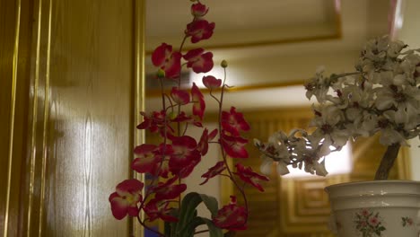 Two-colorful-plants-standing-inside-a-house-in-front-of-a-mirror,-white-and-red,-static-shot,-copy-space