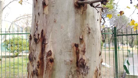 Primer-Plano-Del-Tronco-De-Un-árbol-Antiguo-Golpeado-Por-Los-Años,-Textura-Natural-En-Otoño