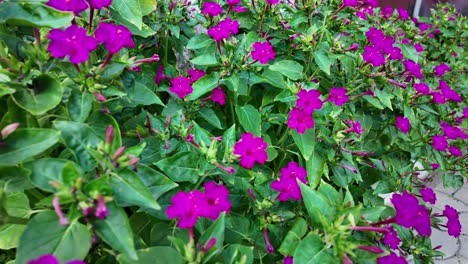 A-close-up-view-of-vibrant-purple-flowers-blooming-in-a-lush-garden-in-Karadag,-Crimea,-Russia