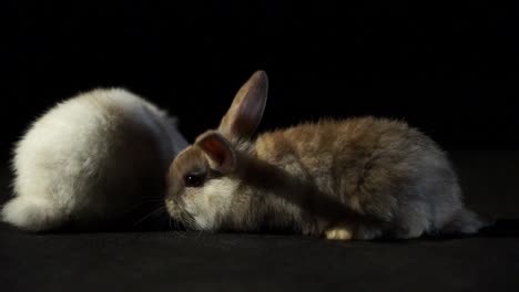 Zwei-Entzückende-Baby-Hop-Kaninchen,-Ein-Weißes-Und-Ein-Braunes-Mit-Flauschigem-Fell-Und-Wackelnden-Nasen,-Die-Einen-Schwarzen-Studiohintergrund-Erkunden