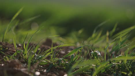 Nahaufnahme-Von-Frischen-Grünen-Grashalmen-Auf-Einem-Sonnenbeschienenen-Feld-Mit-Einem-Hintergrund-Mit-Weichem-Fokus