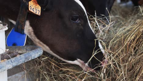 Cow-eating-hay-in-a-barn-during-daytime,-close-up