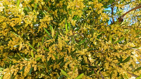 Olive-fruit-is-yellow-as-it-ripens-on-an-ancient-olive-tree-on-the-in-the-village-of-Exo-Chora,-Greece,-Zakynthos-Island