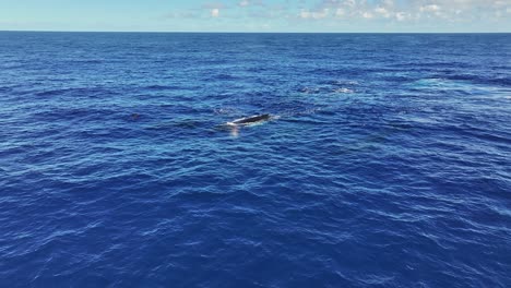 Toma-Aérea-De-Un-Grupo-De-Ballenas-Jorobadas-Nadando-En-El-Profundo-Mar-Azul-Del-Océano-En-Un-Día-Soleado-A-60-Fps