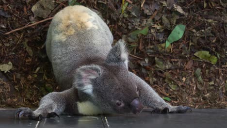 A-captivated-koala-,-trying-to-jump-over-the-wall-from-the-ground,-attempting-to-escape-the-enclosure,-close-up-shot