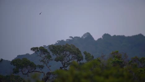 Majestätischer-Quetzal-Fliegt-In-Der-Ferne