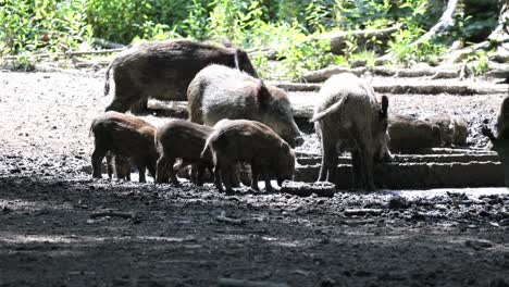 Jabalíes-En-El-Bosque,-Arroyos-Con-Animales-Jóvenes,-Jabalíes