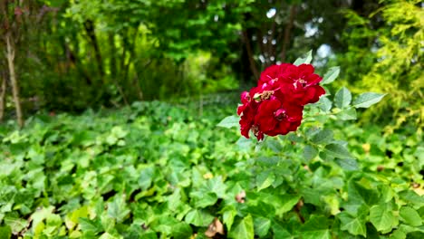 Rote-Rose-Im-Dichten-Wald,-Kopierraum,-Statische-Aufnahme