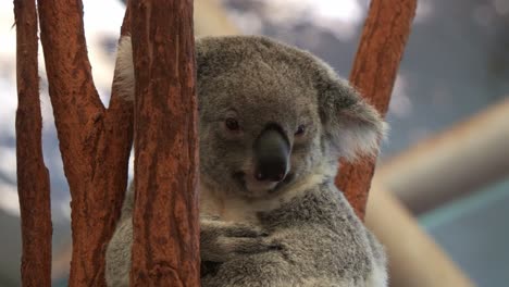 Koala-Ruht-Sich-Auf-Der-Astgabel-Aus-Und-Träumt,-Erkundet-Die-Umgebung,-Starrt-In-Die-Kamera,-Nahaufnahme-Einer-Einheimischen-Australischen-Tierart