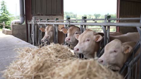 Young-Veal-Brown-Swiss-cows-on-grazing-stable-at-a-farm-in-France,-Dolly-left-shot