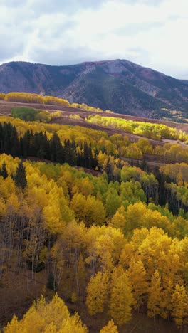 Vertical-Aerial-View-of-Beautiful-Yellow-Aspen-Forest-in-Autumn-Season,-Landscape-of-Colorado-USA