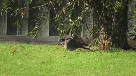 Gefleckte-Taubenvögel-Picken-Mit-Prallen-Federn-Im-Garten-Auf-Gras-Australien-Gippsland-Victoria-Maffra-Sonnig