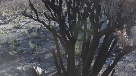 Detail-of-dry-tree-after-large-fire-in-Wild-Horse-Canyon---Utah,-USA