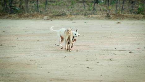 Szene-Mit-Spielenden-Hunden-Im-Ländlichen-Raum