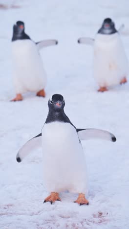 Penguins-in-Snow-in-Antarctica,-Gentoo-Penguin-Colony-and-Antarctica-Wildlife-and-Animals-on-Antarctic-Peninsula,-Vertical-Nature-Video-for-Social-Media,-Instagram-Reels-and-Tiktok