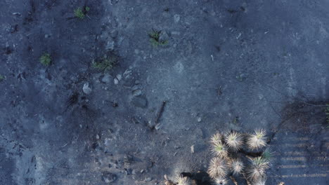 Top-view-of-burned-area-in-Wild-Horse-Canyon-after-large-fire---Utah,-USA