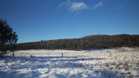 Eine-Schneebedeckte-Ebene-Im-Viktorianischen-Hochland-Mit-Alten-Viehzäunen