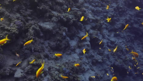 Grupo-De-Peces-Anthius-En-El-Arrecife-De-Coral-Del-Mar-Rojo-De-Egipto