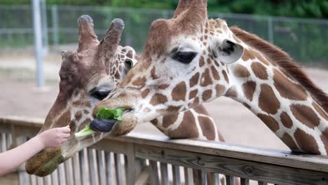 Pair-of-giraffes-lean-long-neck-and-head-over-wooden-fence-in-feeding-area-at-zoo-to-eat-lettuce-in-slow-motion