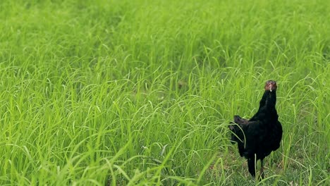 A-black-free-range-farm-chicken-walking-among-the-green-grass-towards-the-camera-showing-a-candid-peaceful-moment-of-rural-life-in-the-countryside