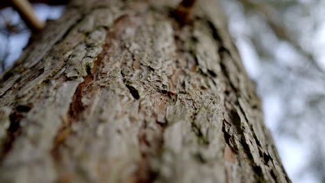 El-Video-Presenta-Una-Vista-De-Cerca-De-La-Corteza-Del-árbol,-Mostrando-Su-Textura-En-Detalle,-Con-Un-Fondo-Natural-Borroso.