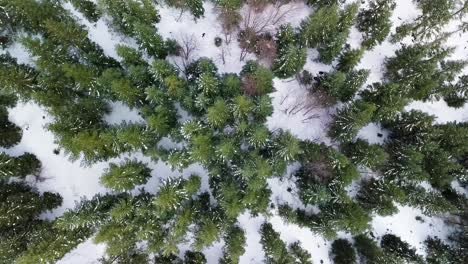 Snowy-pine-forest-canopy-at-Mount-St