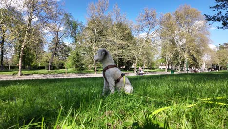 Un-Lindo-Perro-Blanco-Se-Encuentra-Al-Aire-Libre-En-Un-Entorno-Natural-En-Un-Día-Soleado,-Observando-A-La-Gente-Caminar-En-El-Parque,-Capturando-La-Alegría-Que-Las-Mascotas-Experimentan-En-La-Naturaleza.